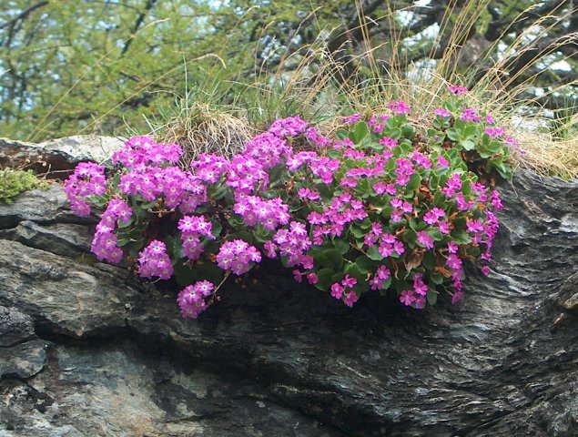 fruehling