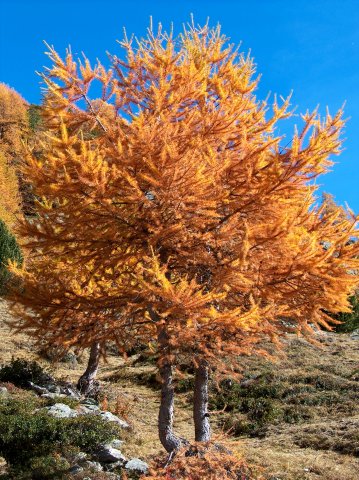 herbst